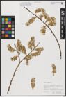 Foto von Salix caprea L.